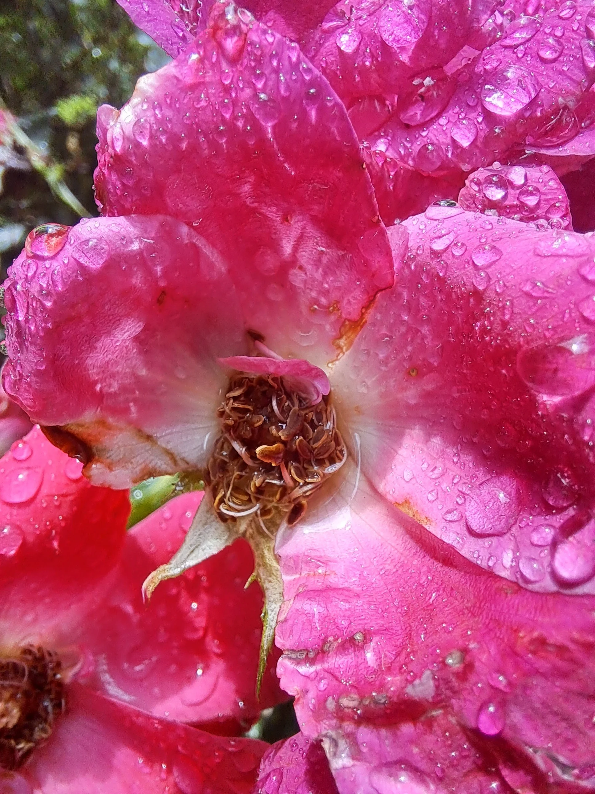 Bby Bee 🐝 OnlyFans exclusive photo 1 - bbybee333 premium content