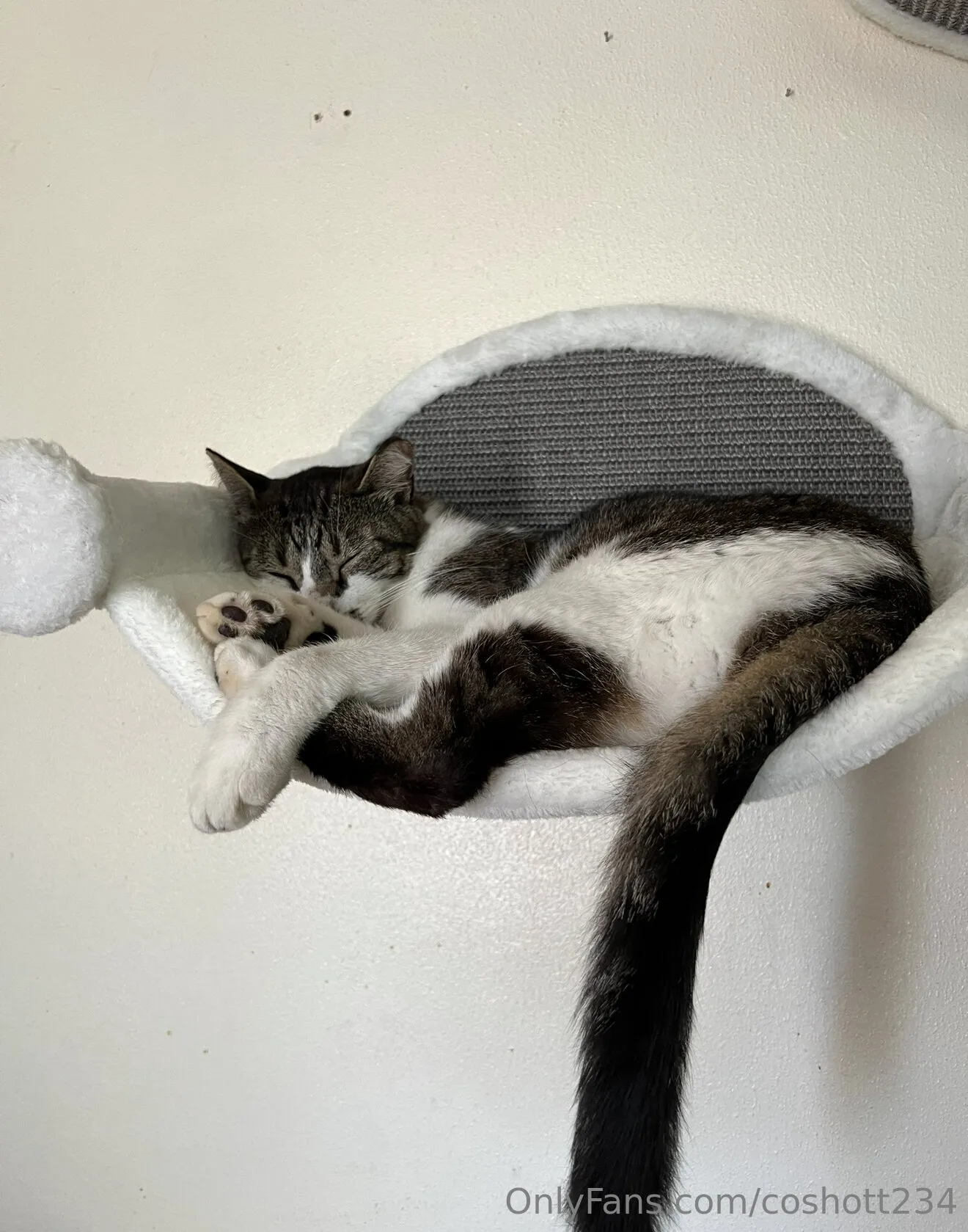 Ally OnlyFans exclusive photo 15 - coshott234 premium content