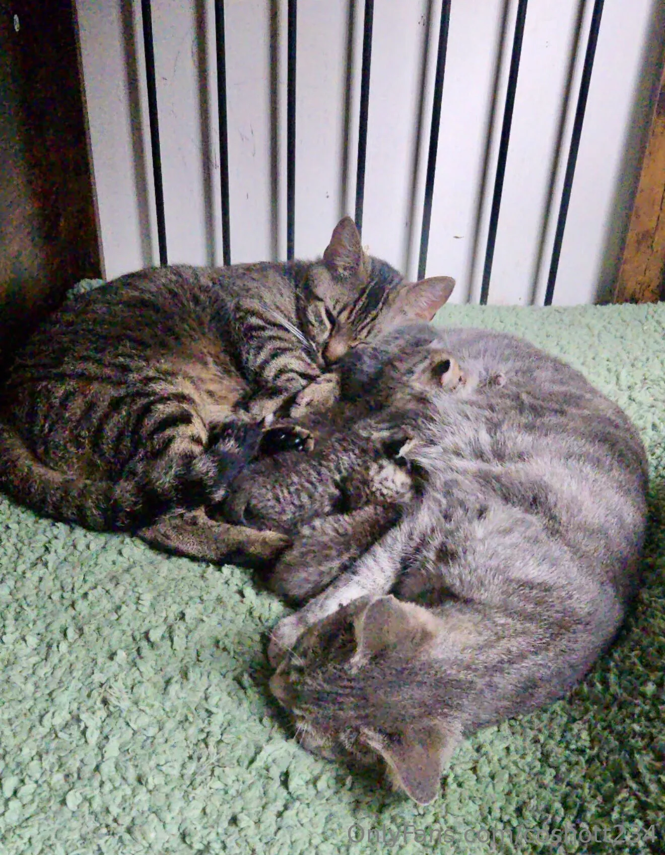 Ally OnlyFans exclusive photo 12 - coshott234 premium content