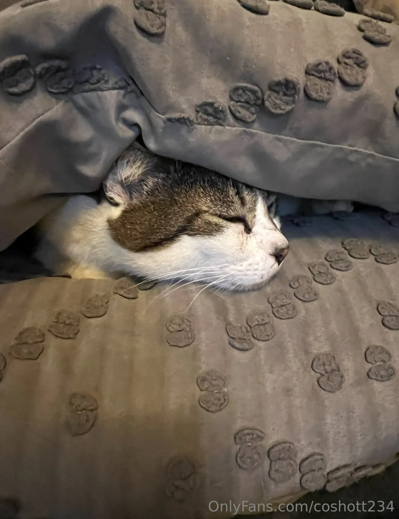 Ally OnlyFans exclusive photo 9 - coshott234 premium content