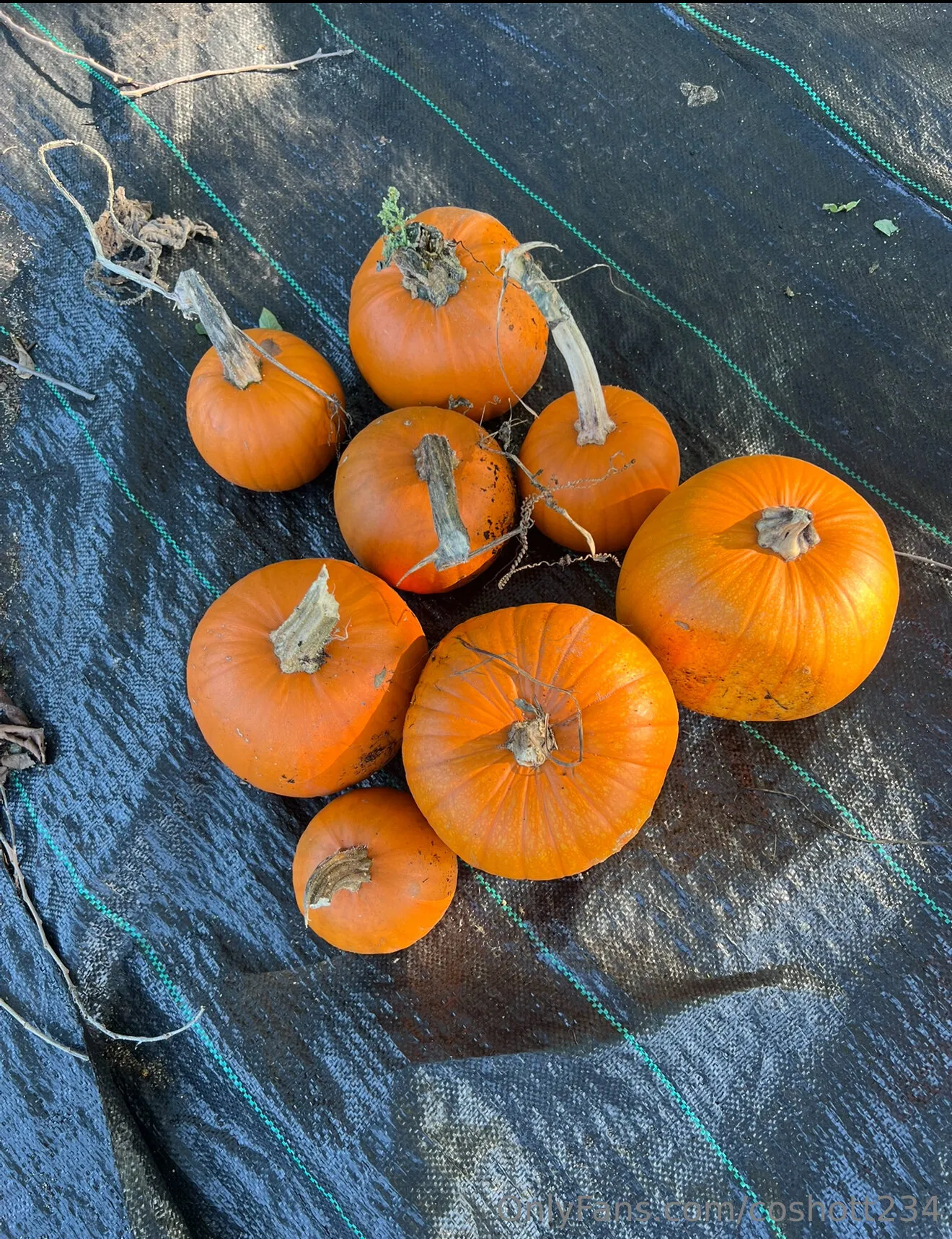 Ally OnlyFans exclusive photo 7 - coshott234 premium content