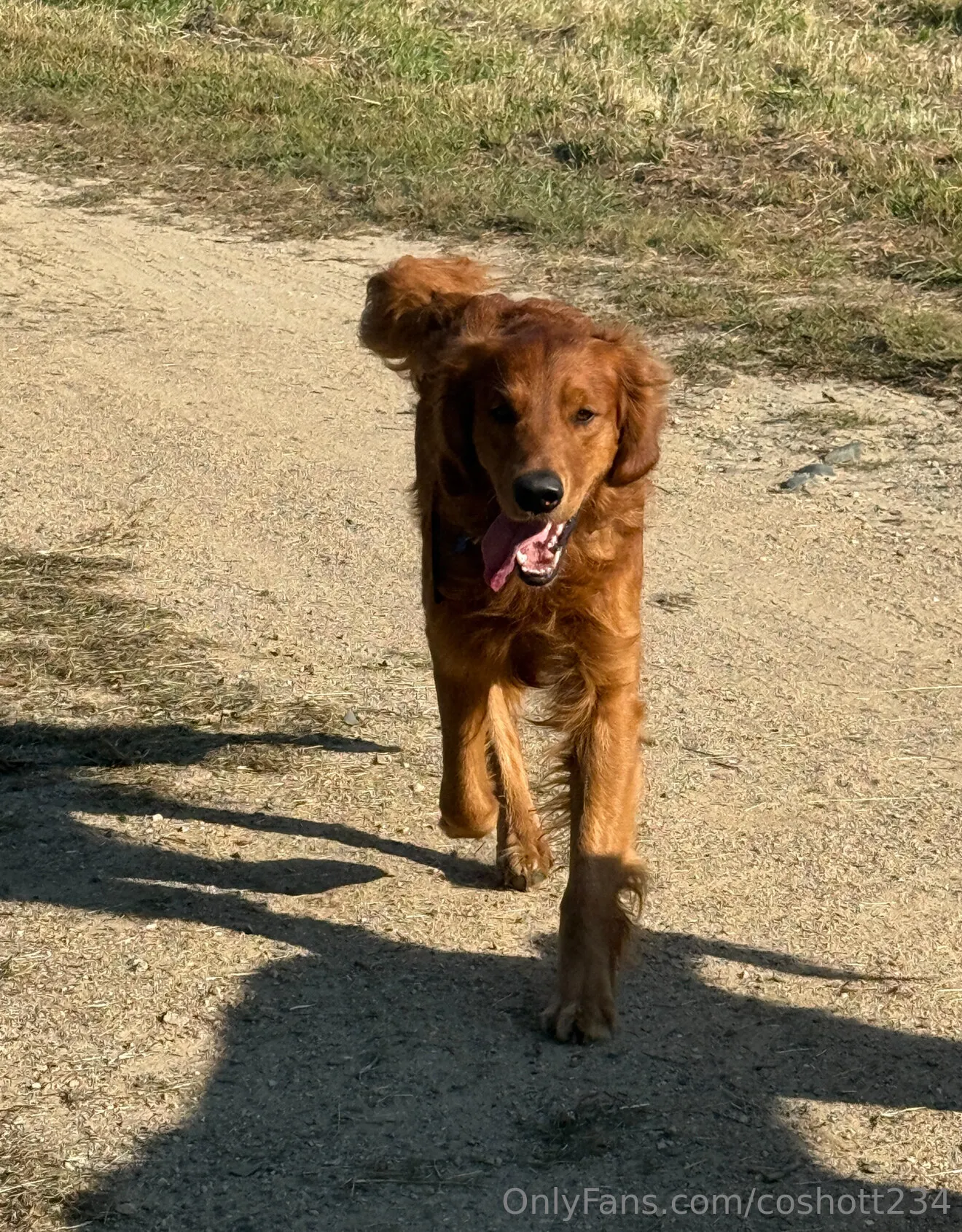 Ally OnlyFans exclusive photo 6 - coshott234 premium content