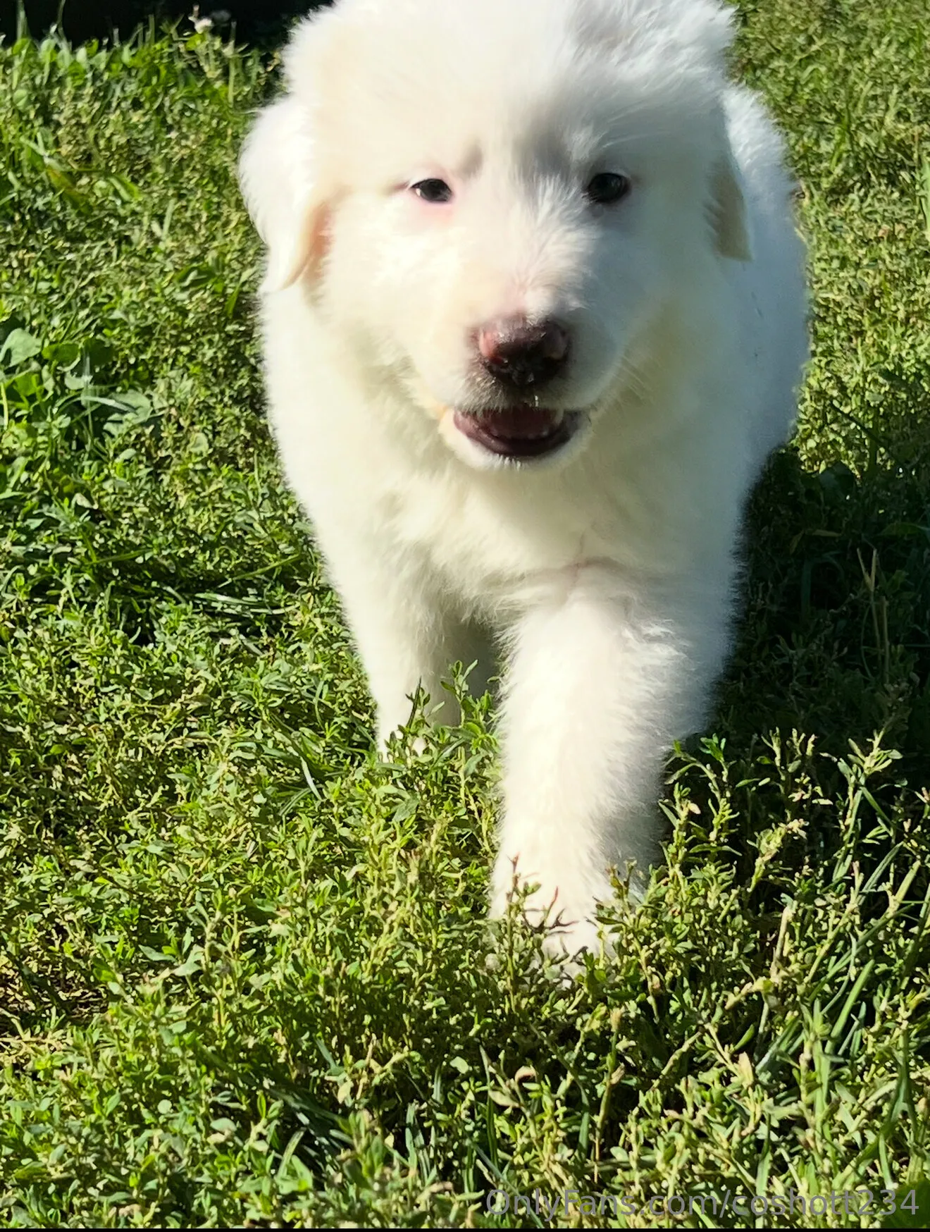 Ally OnlyFans exclusive photo 5 - coshott234 premium content