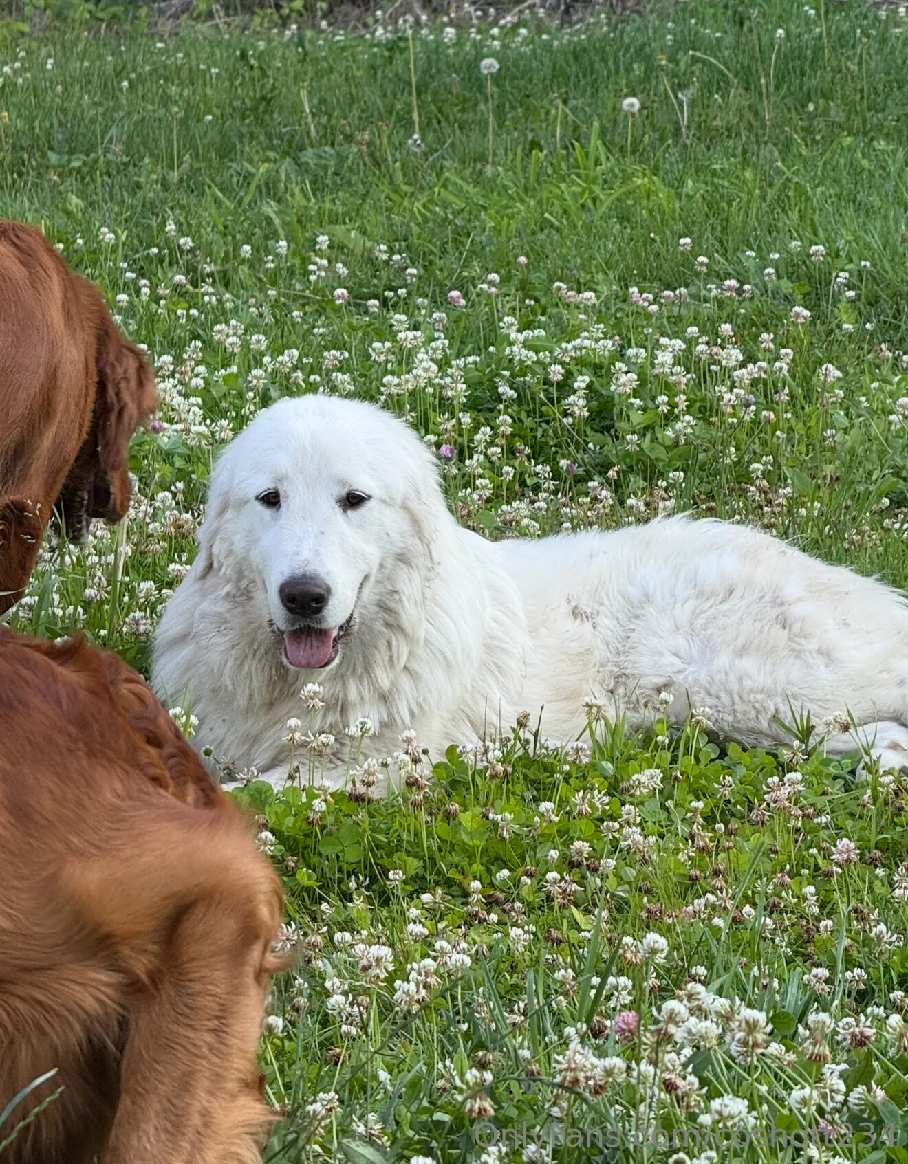 Ally OnlyFans exclusive photo 1 - coshott234 premium content