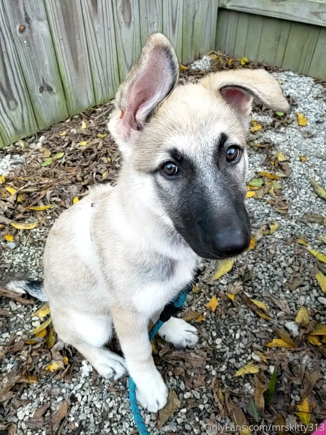 Kitty Kat OnlyFans exclusive photo 7 - mrskitty313 premium content