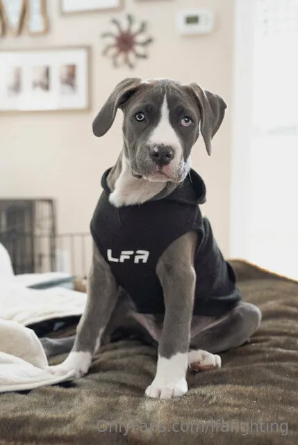 LFA OnlyFans exclusive photo 9 - lfafighting premium content