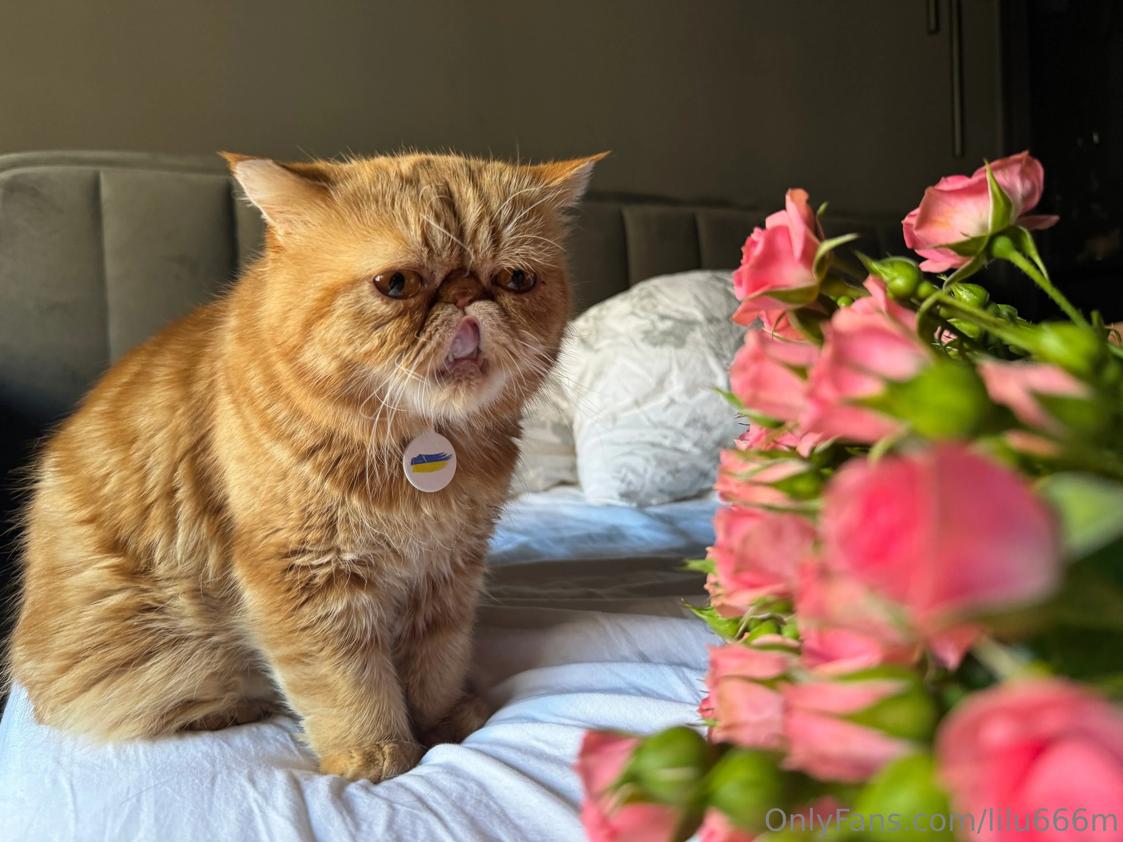 Lilu Miller OnlyFans exclusive photo 21 - lilu666m premium content